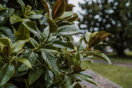 Magnolia tree branches with dark green leaves are wet from recent rain, showing clear water drops on...