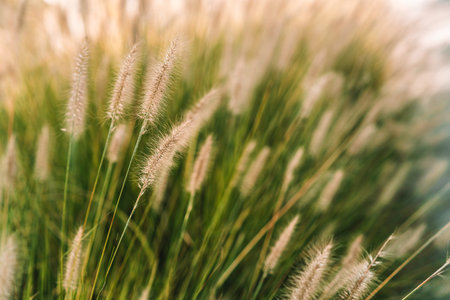 Green and golden foxtail fountain grass plumes catching the soft sunlight, creating a tranquil and...