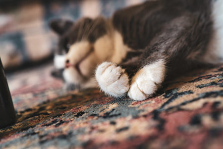 Sleeping cat curled on a patterned oriental rug, showing soft white paws and pink toe beans as it...