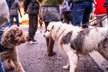 Two leashed dogs meet on a cracked urban street amid crowded sidewalks, capturing playful canine interaction, pet ownership, and everyday city life with humans nearbyの写真素材