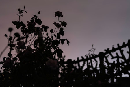 Rose bushes and trellis silhouetted against a soft purple-pink twilight sky, evoking romantic, tranquil evening atmosphere with delicate floral shapes and serene moodの写真素材