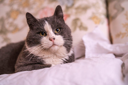 Domestic grey-and-white bicolor cat lying on a soft bed, relaxing and gazing at the camera in a cozy...