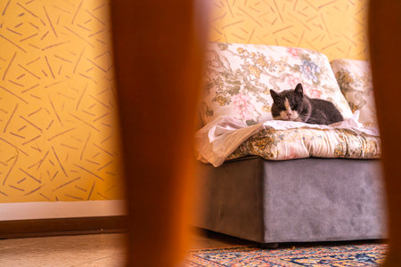 Cat relaxing on a floral patterned couch, enjoying a peaceful moment in a cozy domestic setting against a warm yellow wall, embodying comfort and a lazy lifestyle indoorsの写真素材