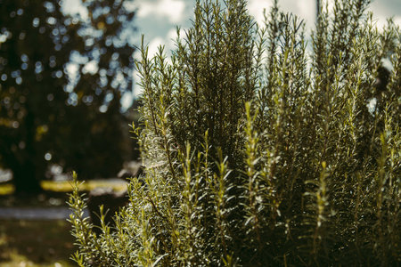 Rosemary shrubs with vibrant green needle-like foliage in a sunlit garden, fresh aromatic culinary herb ideal for cooking, wellness, and natural Mediterranean-inspired flavorsの写真素材