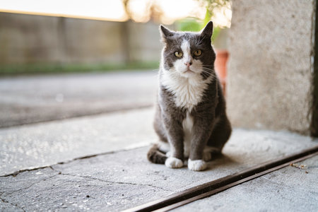 Domestic bicolour gray and white cat sitting alertly on rough concrete ground, looking intensely at the camera, with a blurred background suggesting an outdoor environmentの写真素材