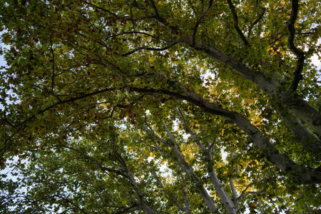 Looking up through a lush green tree canopy as sunlight filters through dense leaves and branches,...