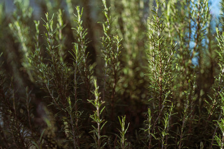 Fresh rosemary stems with slender green leaves rising from the herb garden, aromatic and vividâperfect for culinary use, natural remedies, and bright summer growing scenesの写真素材