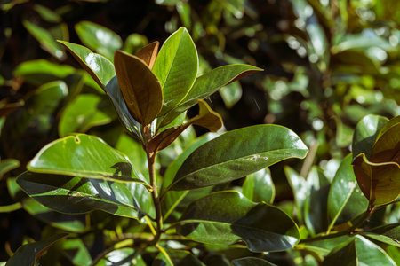 Green leaves of a southern magnolia tree, also known as large-flowered magnolia or evergreen magnolia, capturing bright natural sunlight with a blurred bokeh backgroundの写真素材