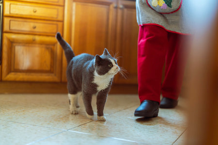 Grey-and-white housecat walking across a bright kitchen floor beside its owner, conveying companionship, curiosity and calm as it explores the cozy home environmentの写真素材