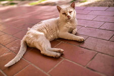 White domestic cat with matted fur and emaciated body resting on warm brick patio in bright daylight, conveying neglect, vulnerability and need for rescue and careの写真素材