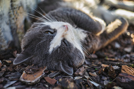 Gray and white domestic cat sprawled upside down on wood chip mulch, soaking warm sunlight outdoors, relaxed and content with eyes half-closed in peaceful leisureの写真素材