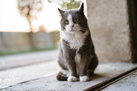 Domestic short-haired grey-and-white cat sitting on a wooden surface, gazing at the camera with soft bokeh and warm natural light for a calm, charming portraitの写真素材