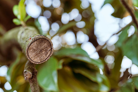 Tree branch with a visible fresh cut surface, indicating recent pruning, surrounded by lush green foliage and soft bokeh lights in the natural backgroundの写真素材