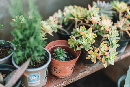 Assortment of vibrant green and yellow succulent plants thriving in various plastic pots, arranged on a weathered wooden shelf, creating a natural and tranquil display of home gardeningの写真素材