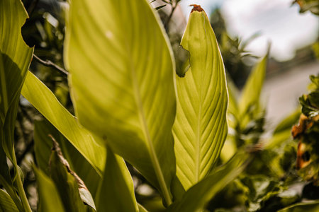 Vibrant tropical green leaves with detailed veins and textures glowing in warm sunlight, creating a...