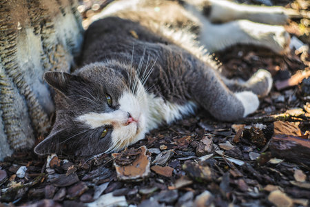 Gray and white cat with green eyes lying on mulch, resting and looking at the camera in a warm, sunlit outdoor garden setting, calm and cozy companionの写真素材