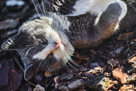 Relaxed grey-and-white cat lying upside down on wood chips in a sunny garden, eyes half-closed and whiskers basking in warm daylight, peaceful and contentの写真素材