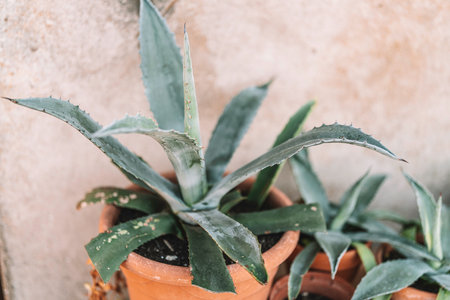 Growing blue agave succulents with spiky leaves in terracotta pots, arranged against a rustic textured wall for a vibrant, serene botanical display and desert-inspired decorの写真素材