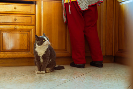 Gray and white domestic cat sitting on a tiled kitchen floor, looking up expectantly at a person in red pants and an apron, anticipating a meal from its human ownerの写真素材