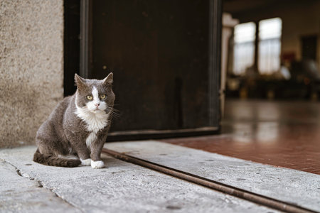Gray and white bicolor cat sitting alert on concrete pavement in an urban doorway, looking straight...