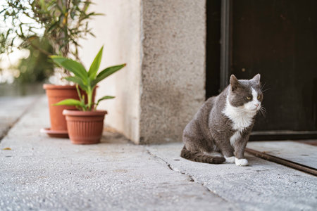 Gray and white cat sitting on urban sidewalk next to potted plants, attentively watching the street, embodying concepts of pet life, domesticity, and city animalsの写真素材
