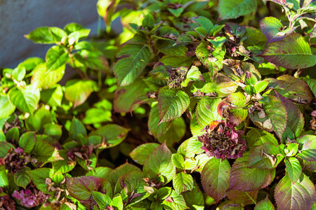 Hydrangea leaves turning green to purple with dried flower heads, capturing autumnal transition,...
