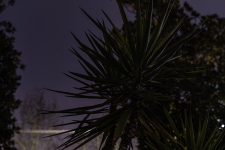 Yucca plant creating a silhouette against a dark evening sky, capturing the serene atmosphere of nature at dusk with lush spiky leaves providing texture and depthの写真素材