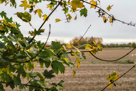 Tree branches with green and yellow leaves show the changing of seasons against a changed field landscape and cloudy sky, representing fall and nature's cycleの写真素材