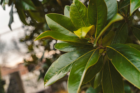 Magnolia tree branches displaying vivid green leaves with yellow veins, presenting a close-up view of natural beauty and botanical details against a soft, blurred backgroundの写真素材