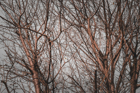 Deciduous tree displaying intricate bare branches and twigs against a neutral overcast sky,...