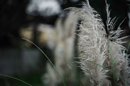 Pampas grass plumes showcasing their soft, feathery texture and natural beauty, captured growing elegantly outdoors with a blurred background, highlighting a peaceful botanical sceneの写真素材