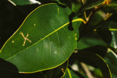 Close-up of a vibrant green leaf with a distinct x-shaped mark across its veins, showing natural texture, organic patterns and subtle imperfections in botanical detailの写真素材
