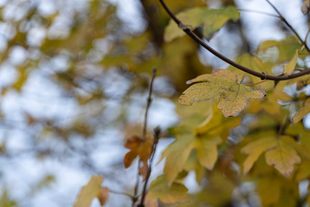 Yellow autumn leaves on a tree branch showing the changing colors of nature as the fall season...