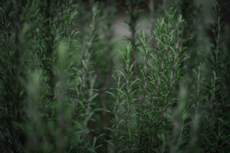 Lush green rosemary stems with slender aromatic leaves growing closely together, creating a vibrant natural texture that conveys freshness, botany, and organic garden beautyの写真素材