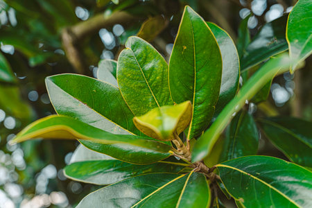 Magnolia tree branch featuring vibrant green leaves and a new bud forming, showing healthy plant growth and natural foliage details with a soft bokeh backgroundの写真素材