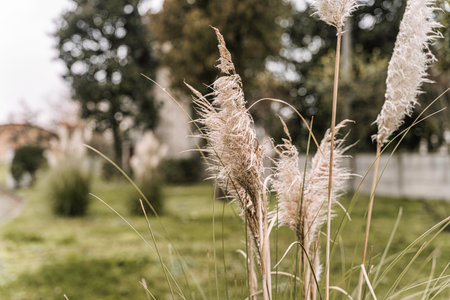 Pampas grass plumes with soft, fluffy textures are swaying gently in an outdoor garden, creating a serene and natural botanical background with blurred greenery and bokehの写真素材