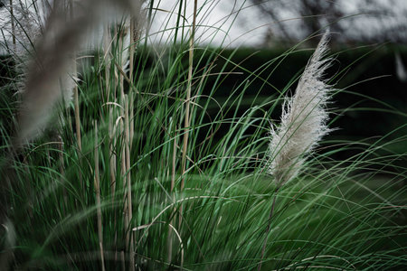 Pampas grass features its characteristic feathery plumes and tall green blades, creating a natural and textured backdrop in an outdoor garden environmentの写真素材