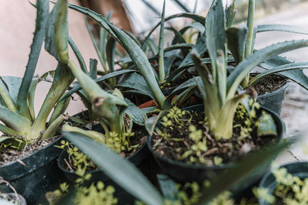 Agave succulent plants with green leaves thriving in black plastic pots with soil, representing...