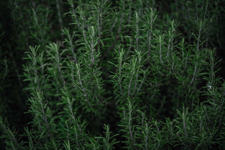 Rosemary shrubs fill the frame in a dense, aromatic pattern of dark green needle-like leaves and woody stems, ideal as a fresh culinary, herbal, and botanical textureの写真素材