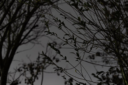 Subtle green leaves and bare tree branches creating a strong dark silhouette against a moody evening sky, capturing the quiet atmosphere and natural beauty of twilightの写真素材