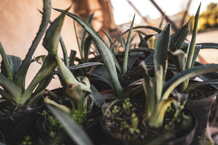 Young agave succulents in black nursery pots, vibrant green rosettes showing textured leaves and spines, ready for sale, replanting, or garden cultivationの写真素材