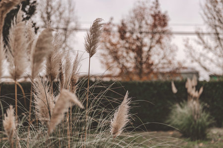Pampas grass plumes stand tall and feathery, swaying gently in an outdoor garden setting with muted brown and green tones, signaling the arrival of the autumn seasonの写真素材