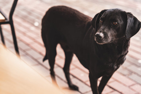 Black stray dog standing on a city sidewalk in batumi, gazing up with gentle brown eyes, highlighting urban homelessness and the need for rescue, empathy and animal welfare