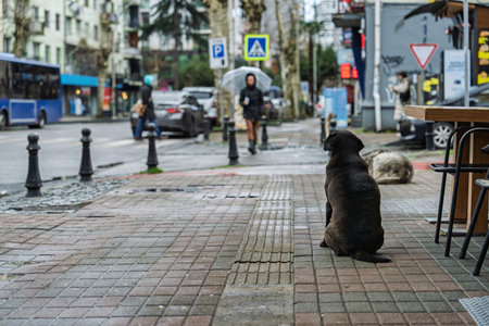 Batumi, georgia 21 april 2026: black stray dog sitting on wet batumi sidewalk, watching pedestrians with umbrellas and city traffic on a rainy, contemplative day