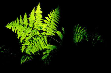 Fern on black backgroundの写真素材