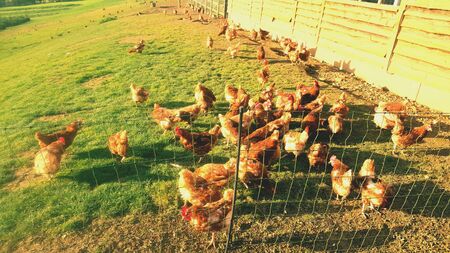 Free range chickensの素材