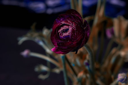 dark red roseの写真素材