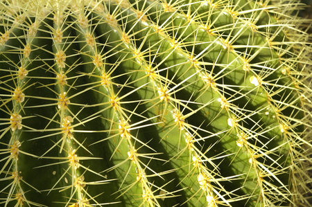 catus