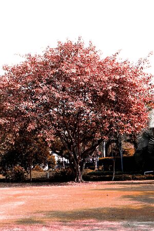 Tree pinkの写真素材