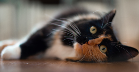 A close up of a cute female Ragdoll on a wooden floorの写真素材